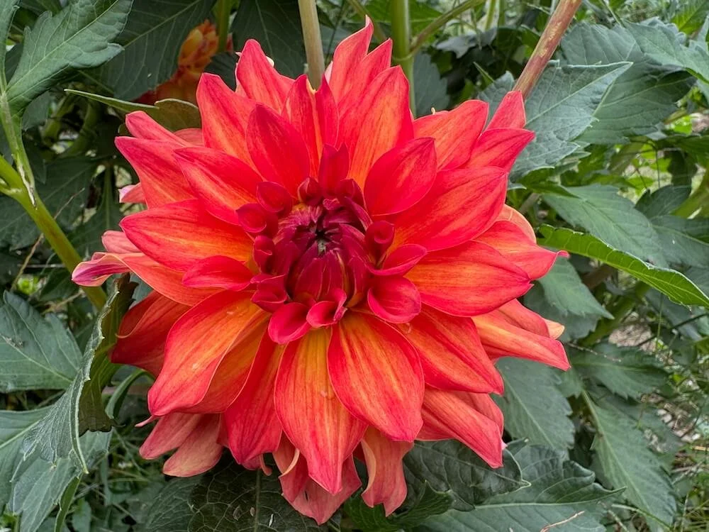 Dahlia 'Brenda's Orange' (Brenda's Orange Dahlia) — Northwest Blooms